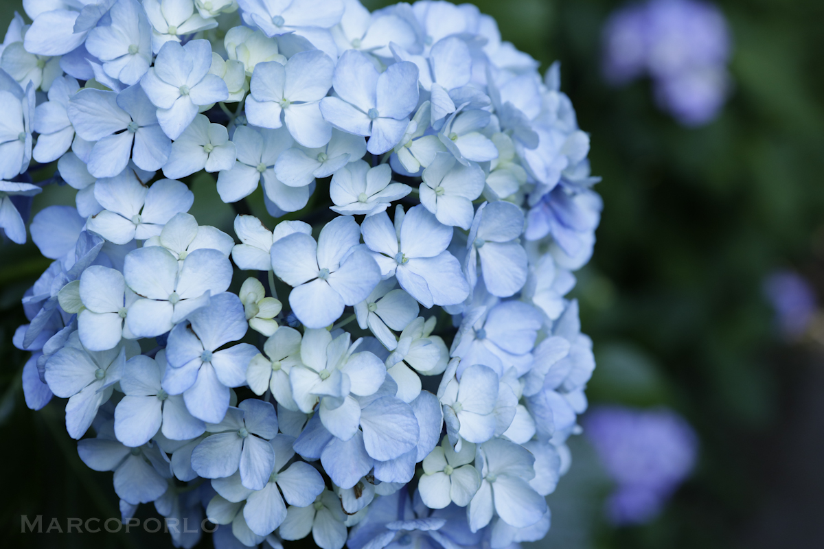 雨上がりのキラキラした紫陽花 上飯坂真 光のとどく春の写真