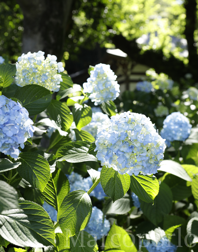 雨上がりのキラキラした紫陽花 上飯坂真 光のとどく春の写真